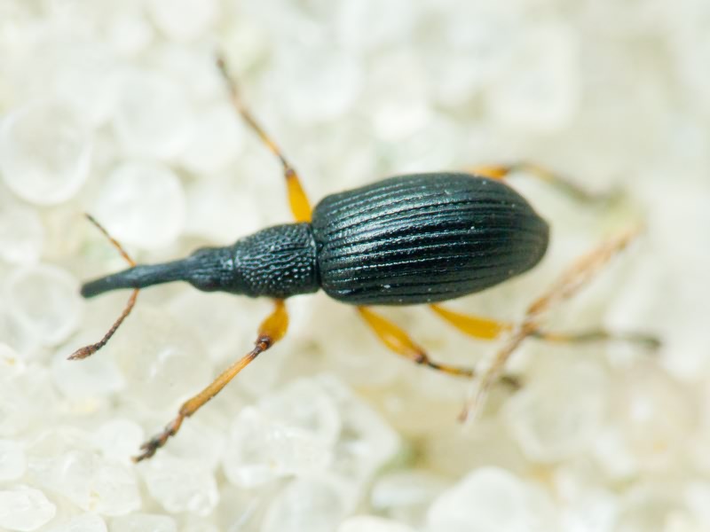 Apionidae Schönherr, 1823